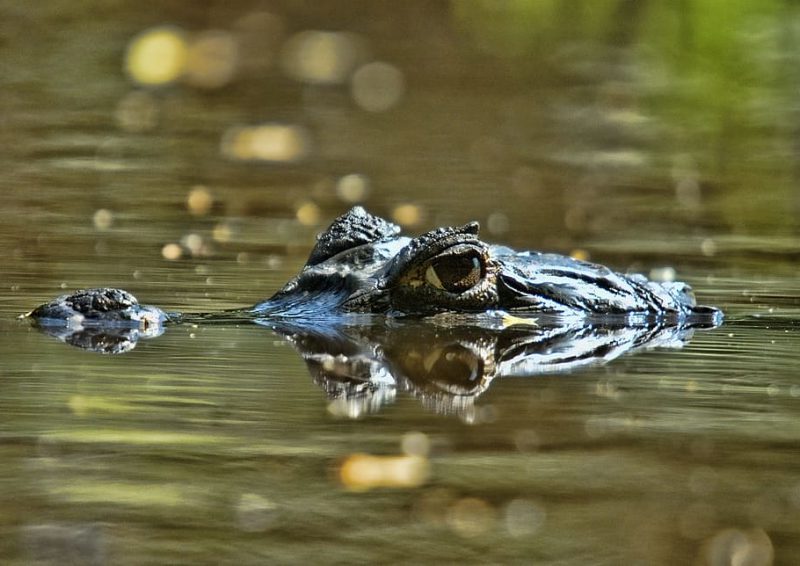 ¿Cómo salvar al cocodrilo del Orinoco de la extinción?