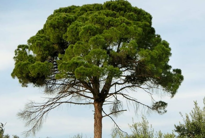 Las sequías pasadas matan a los pinos de hoy