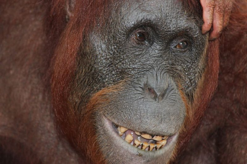 Orangutanes: podrían ser los maestros del beatbox humano