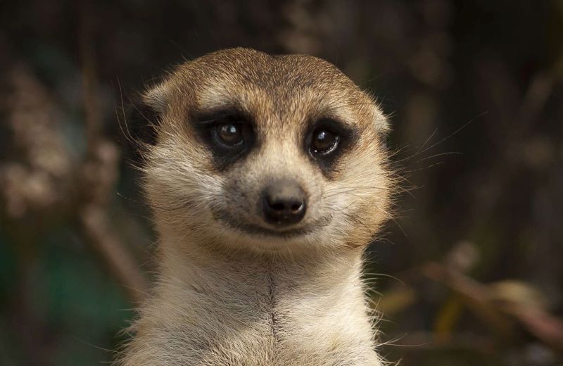 Peligros ecosistémicos del comercio mundial de vida silvestre