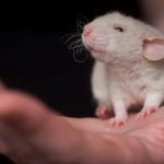 Científicos europeos por la transición a la ciencia sin animales