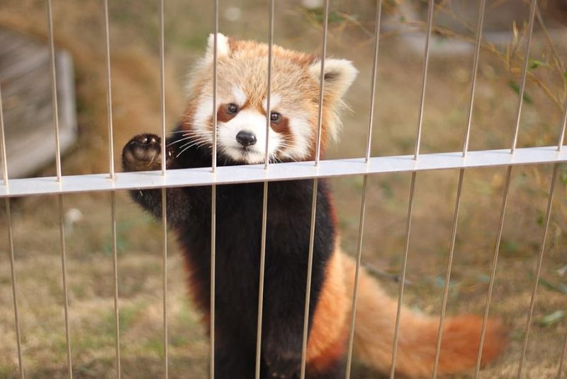 Zoológicos: secuestrar para entretener