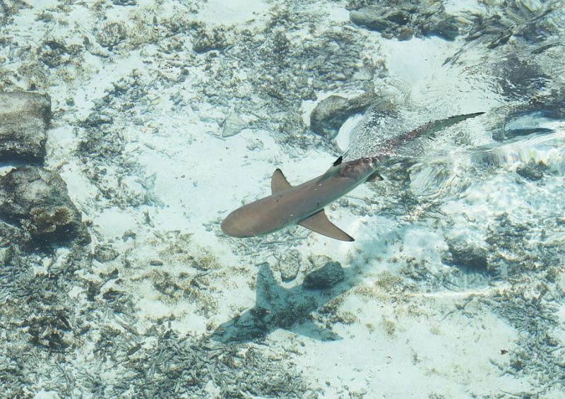 La CE estudia cómo proteger a los tiburones del aleteo