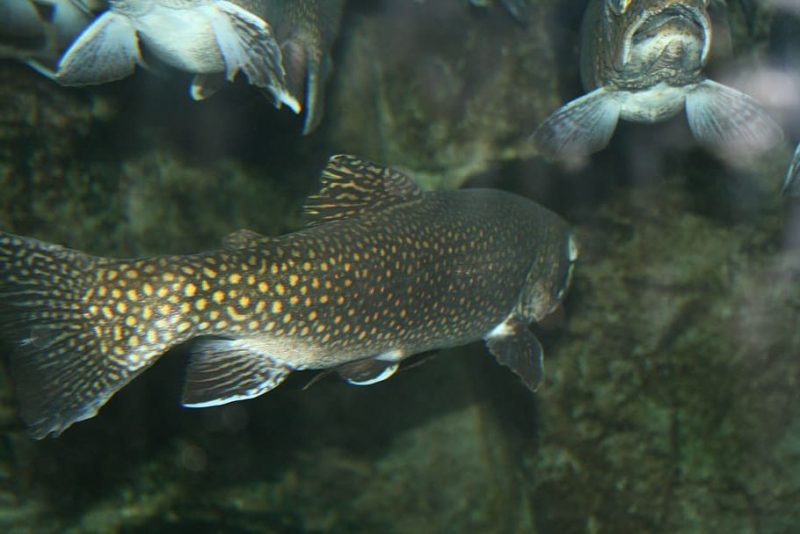 Cuidado con las etiquetas de 'acuicultura sostenible'