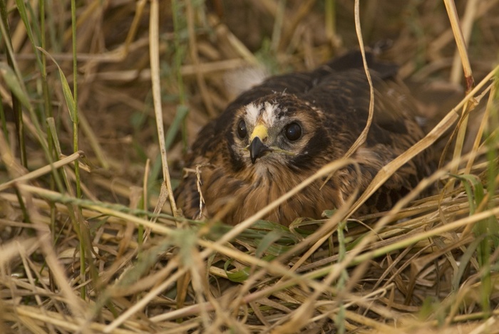 Aguiluchos cenizos a salvo