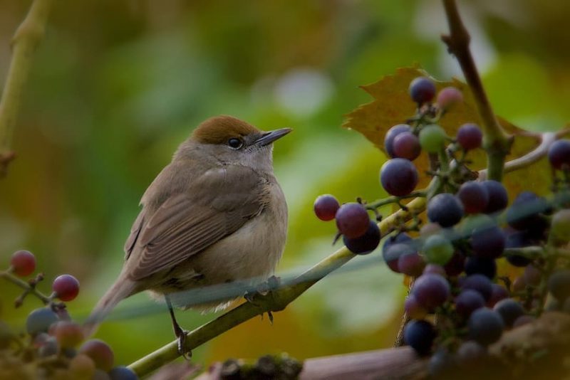 Los fungicidas para viñedos amenazan a las aves silvestres