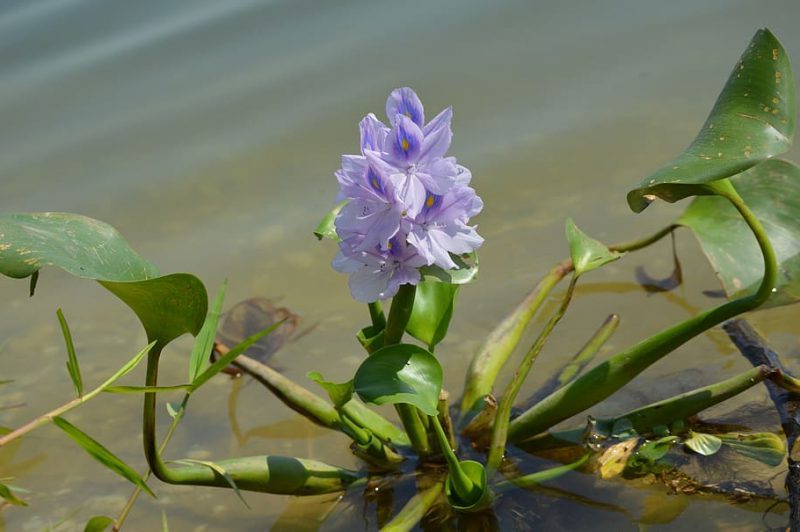 ¿Podemos predecir si una especie de planta se volverá invasora?
