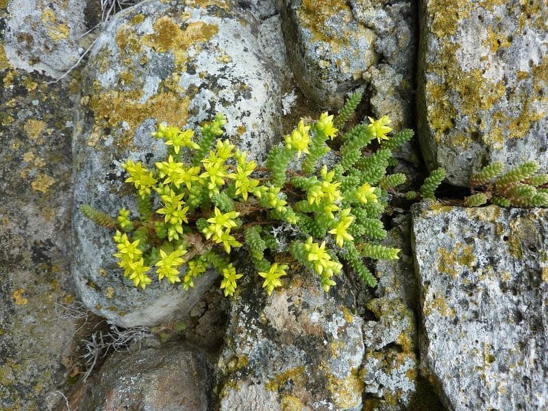 El cambio climático amenaza a 771 plantas y líquenes