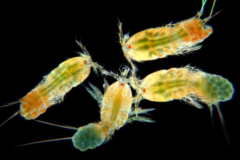 El Calentamiento global también es fatal para el zooplancton