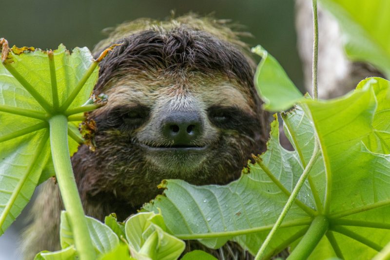 Cuando los mamíferos conquistan las tres dimensiones