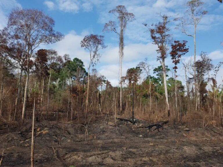 La mano del hombre destruye el 40 % de la Amazonia
