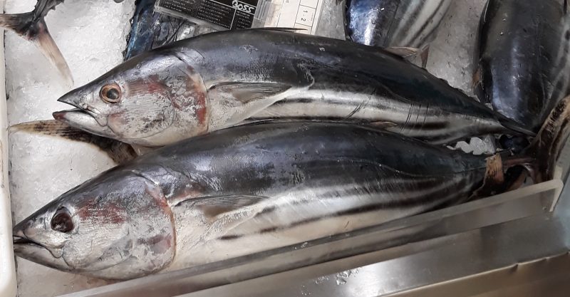 La importancia del polvo sahariano en el ecosistema marino