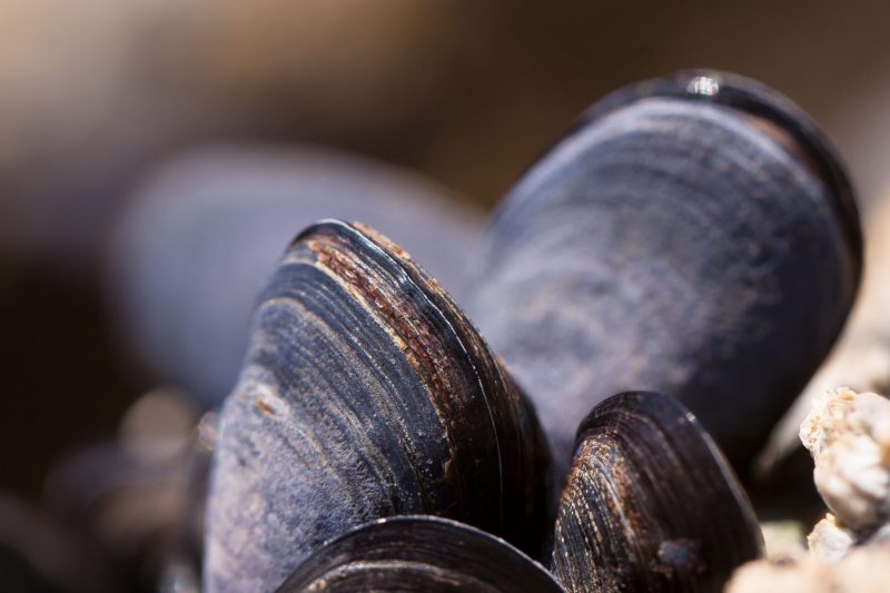 Los mejillones se protegen de lesiones e infecciones