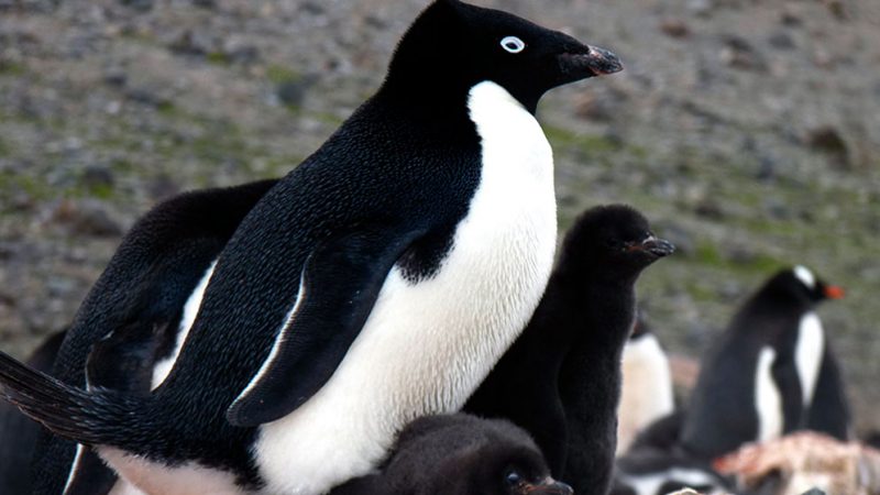 Registros fósiles: El hueso medular de los pingüinos