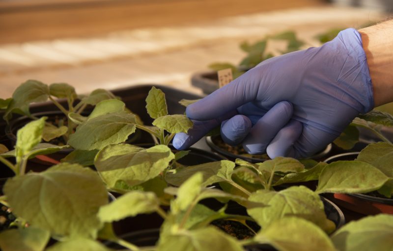 Producción de biofármacos en el futuro