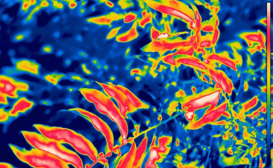 Los bosques tropicales a merced de altas temperaturas