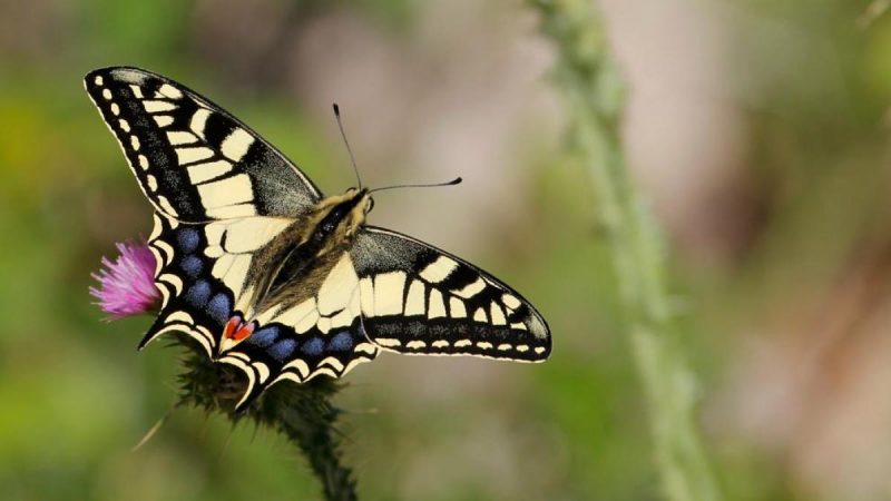 Adiós a las mariposas en las ciudades