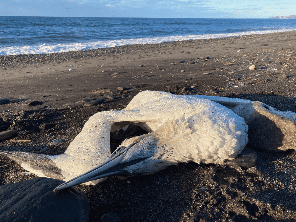 La peor pandemia de gripe aviar se ceba con las aves marinas