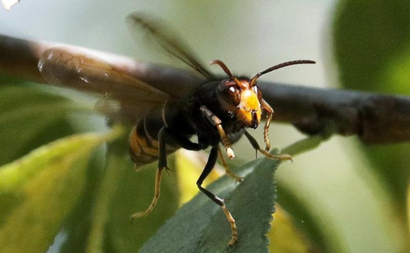 Arcos de la Frontera: Alerta con el avispón oriental