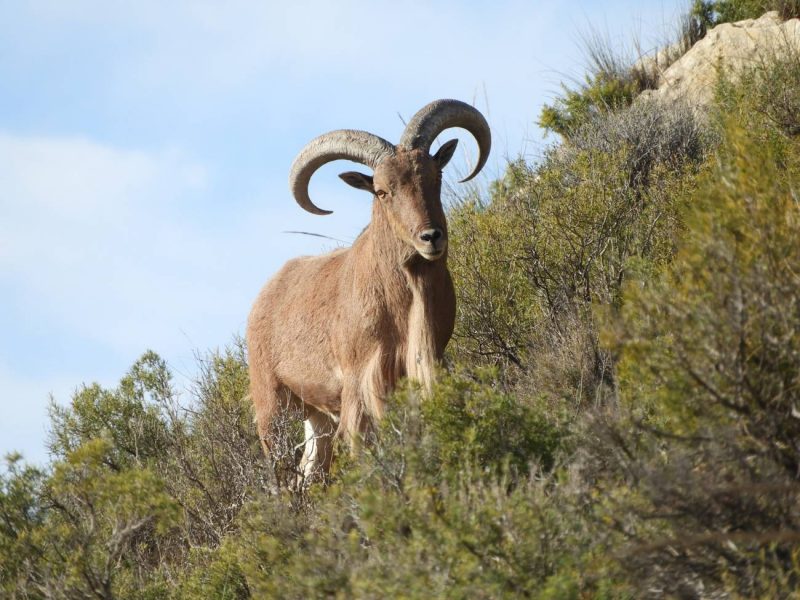 Ayudando a conservar el arruí