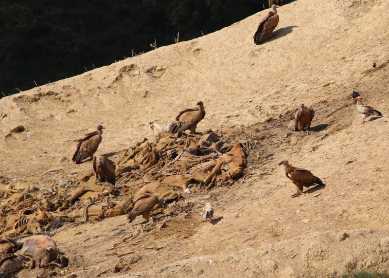 Buitres atiborrados de fármacos y cafeína