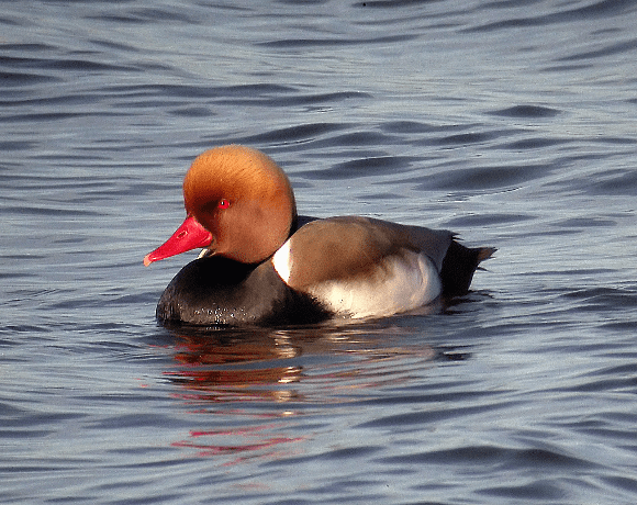 Tancat de la Pipa: exitosa reserva ornitológica