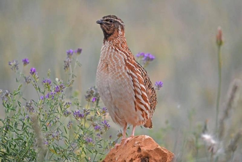 Codorniz común y la pérdida de nodos en las rutas de migración