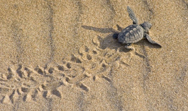 Custodiarán el primer nido de tortuga boba del sur de Alicante