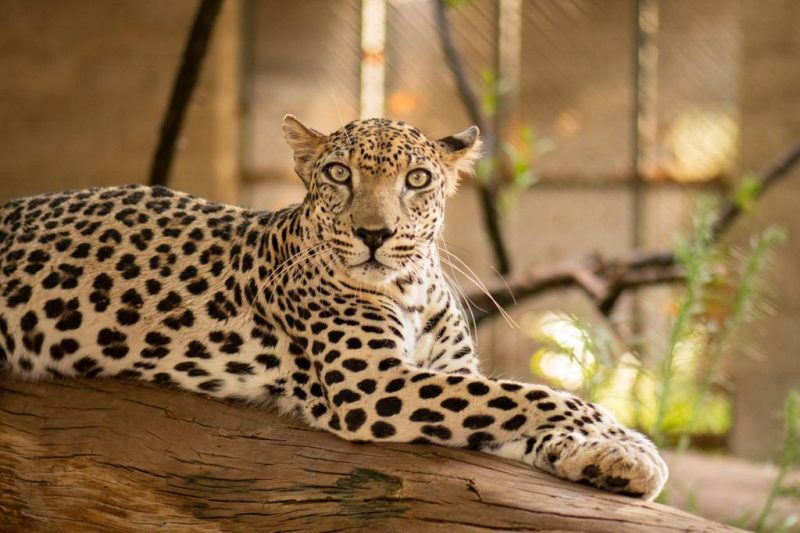 Declive genético en el genoma del leopardo de Arabia