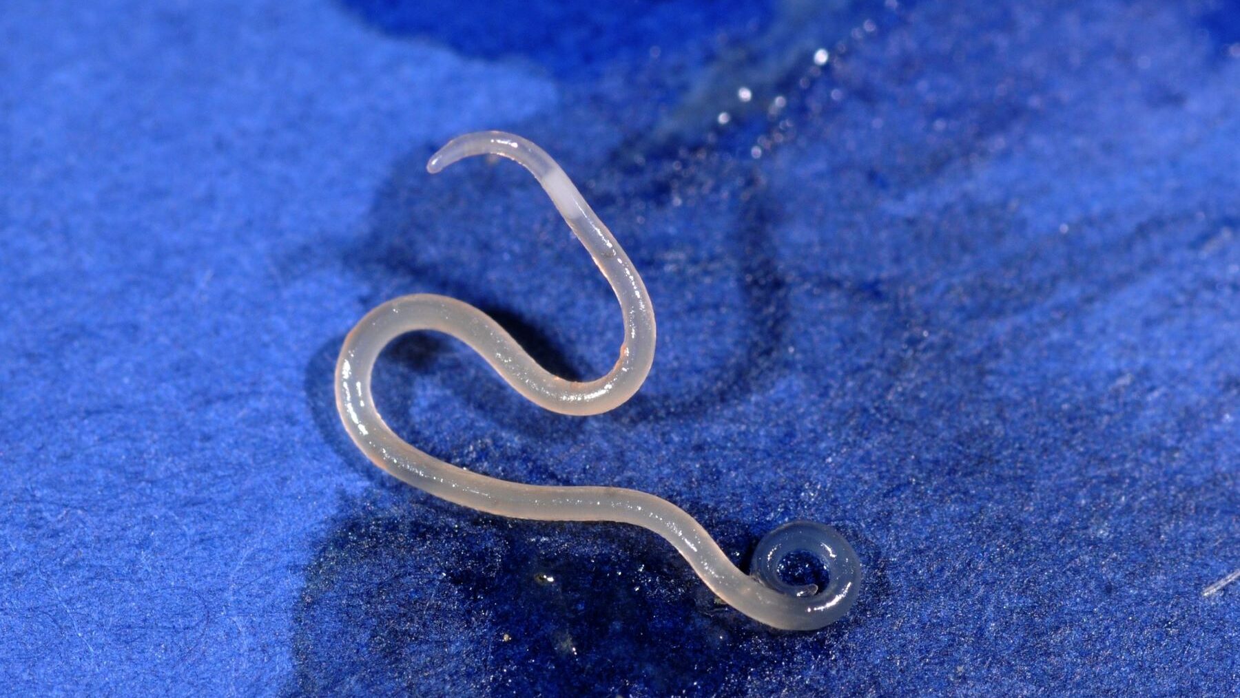 anisakis vida saludable