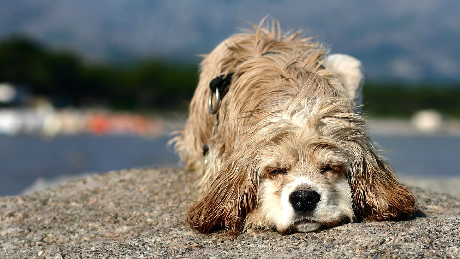 abandono de mascotas