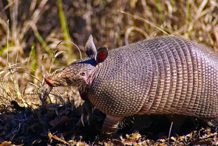 Día Internacional Armadillo 2025