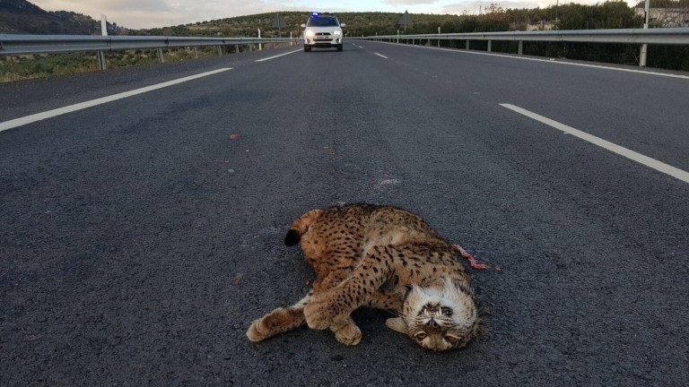 Dos linces ibéricos atropellados en las carreteras de Toledo