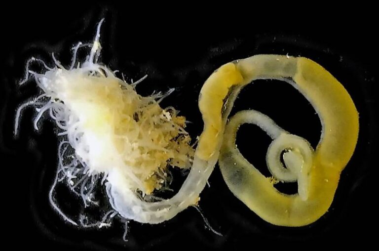 Dos nuevas especies de gusanos marinos
