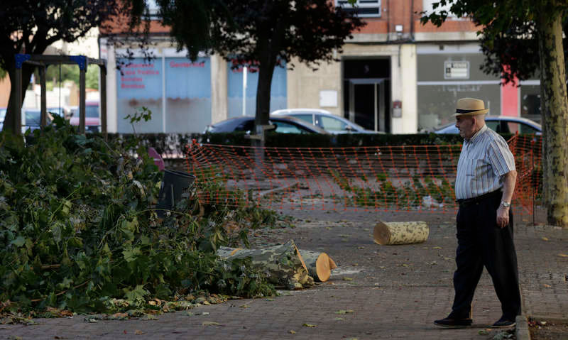 Eliminan árboles adultos y sanos en la ciudad de León