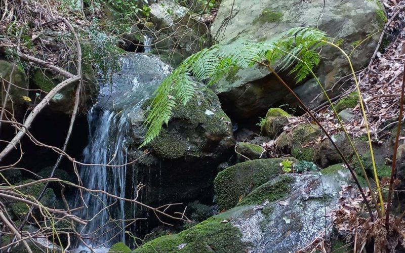 La flora desprotegida del valle del Cobre