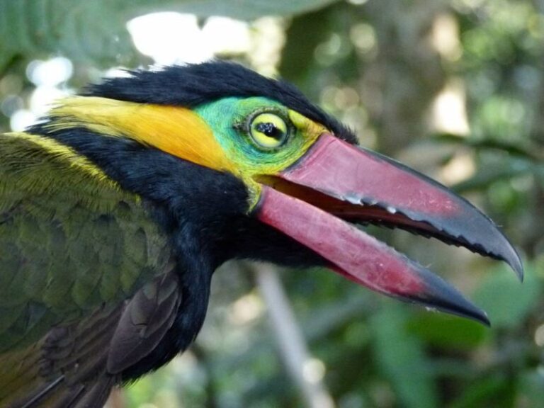 La pérdida de hábitat afecta a las aves andinas