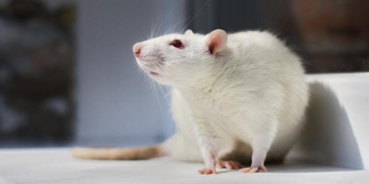 El Reglamento REACH ha costado 4,2 millones de vidas animales