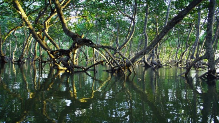 Las corrientes oceánicas y los bosques de manglares