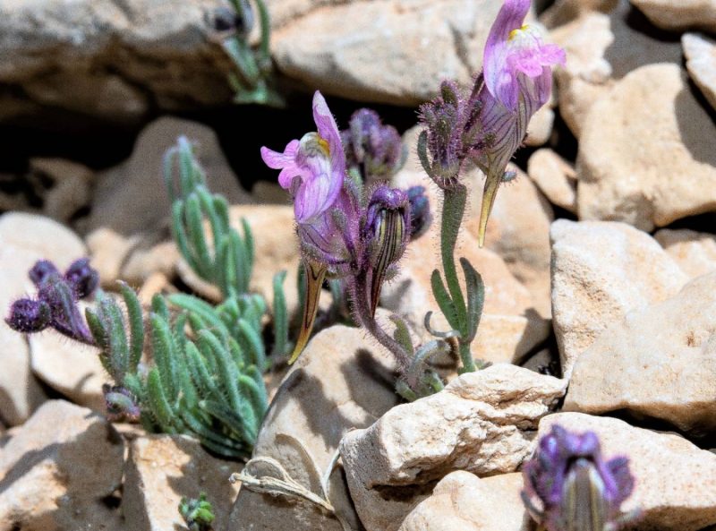 Linaria sagrensis nueva especie de planta en la Sierra de la Sagra
