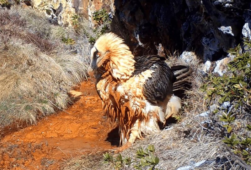 Los quebrantahuesos que visitan un manantial ferruginoso