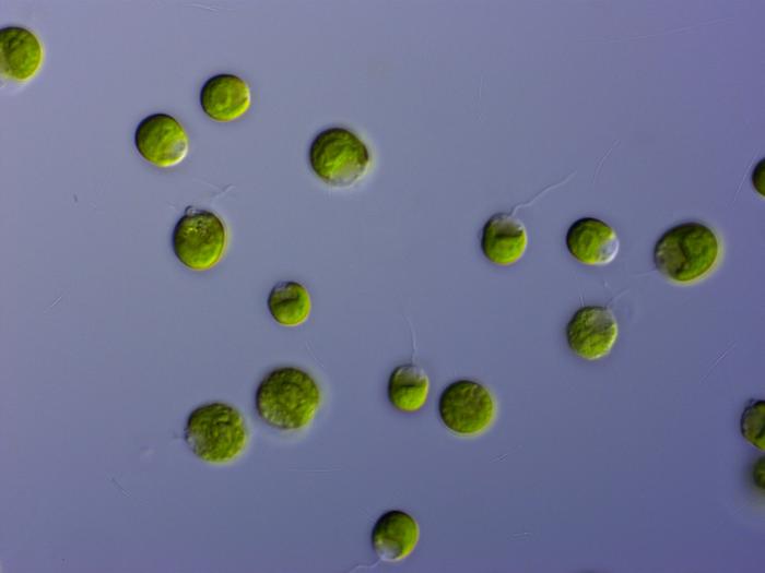 Microalgas contra los desafíos ambientales