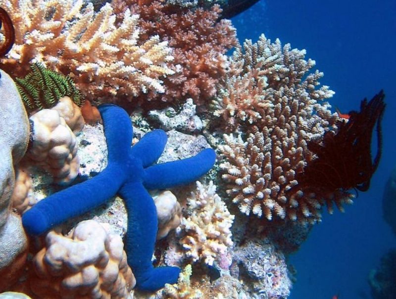 No se hacen esfuerzos para conservar especies clave