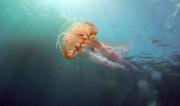 Qué pasa con la proliferación de medusas