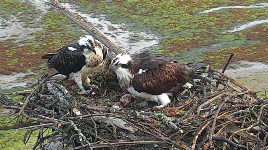 Qué pasa con los nidos de basura de las águilas pescadoras