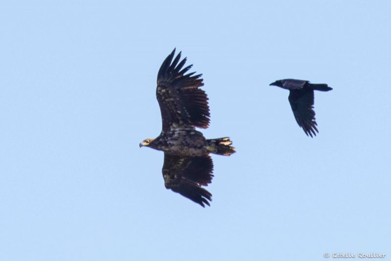 Qué pasa con los veinte pigargos europeos liberados en Asturias
