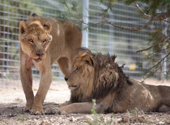 Rescatados dos leones usados en espectáculos circenses