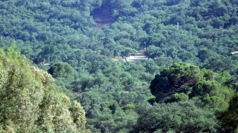 Sierra de Huelva: Las malas decisiones