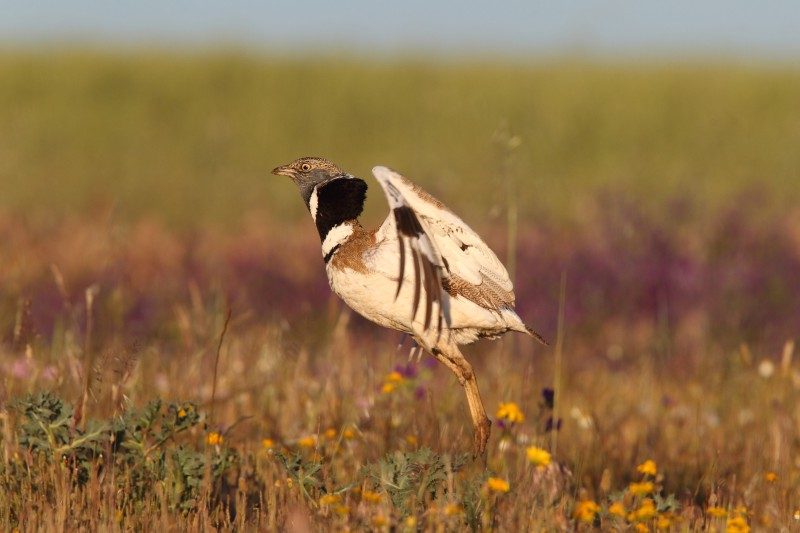 El sisón de la ZEPA agroesteparias de Extremadura desaparece