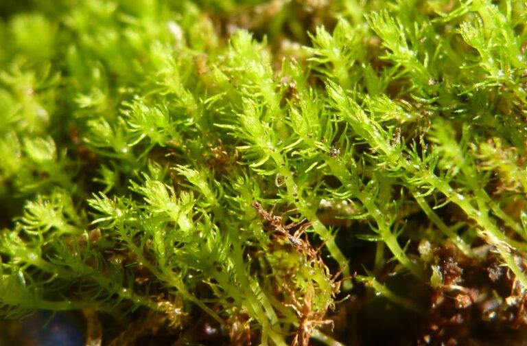 La planta más antigua amenazada por el cambio climático